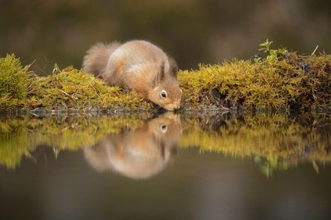 Eurasian Red Squirrel (Sciurus vulgaris) adult