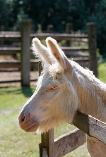 Austria-Hungarian White Donkey