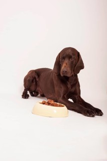 German Shorthair Pointer lying in front of a bowl with wet food