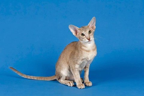 Oriental Shorthair cat