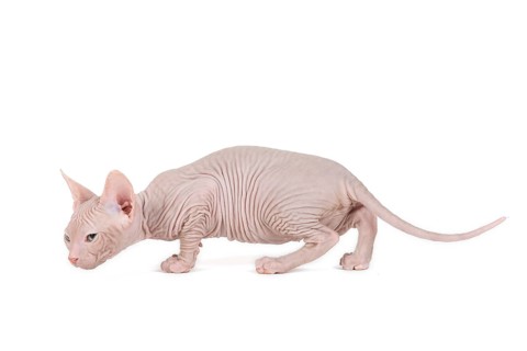 Don Sphynx kitten