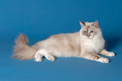 Ragdoll cat