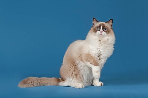 Ragdoll