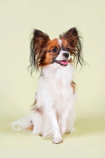 Papillon