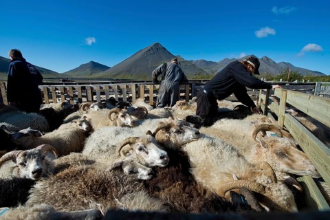 Sheep in a pen