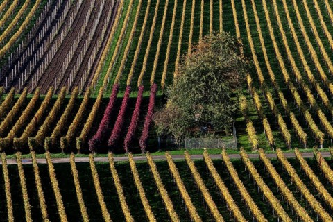 Vineyard in autumn colours