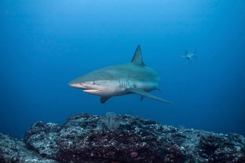Galapagos Shark (Carcharhinus galapagensis)