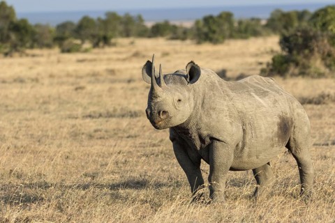 Black Rhinoceros (Diceros bicornis) adult
