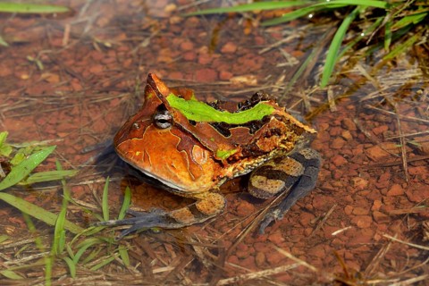 Amazonian horned frog (Ceratophrys cornuta) in water