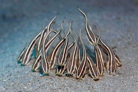Shoal of Striped eel catfish (Plotosus lineatus) on sandy ground