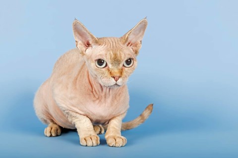 Devon Rex cat