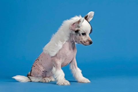 Chinese Crested Dog