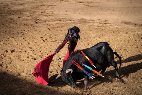 Bullfighter