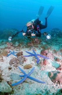 Diver taking pictures of Blue Starfish (Linckia laevigata)