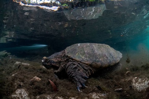 Common Snapping Turtle (Chelydra serpentina)