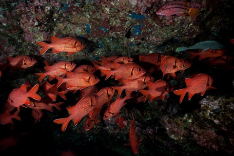 School of Pinecone Soldierfish (Myripristis murdjan)