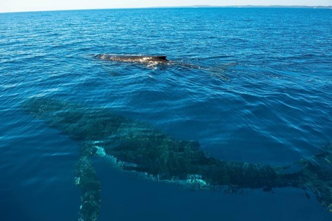 Humpback Whale (Megaptera novaeangliae)
