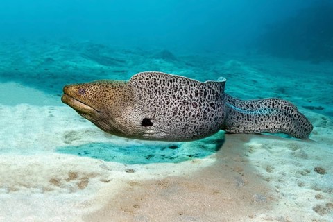 Giant moray (Gymnothorax javanicus) on sandy ground