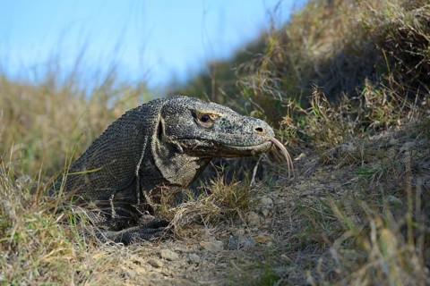 Komodo Dragon (Varanus komodoensis)