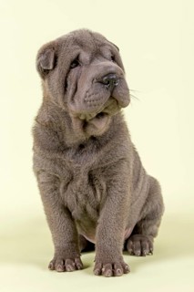 Shar-Pei puppy