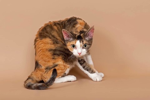 Devon Rex