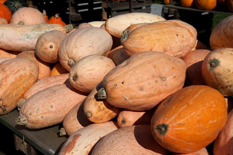 Squashes of the Banana variety