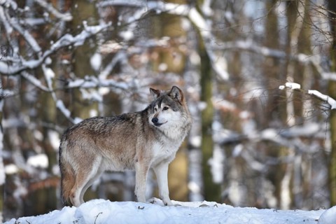 Male leader of the pack