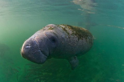 West Indian Manatee (Trichechus manatus)