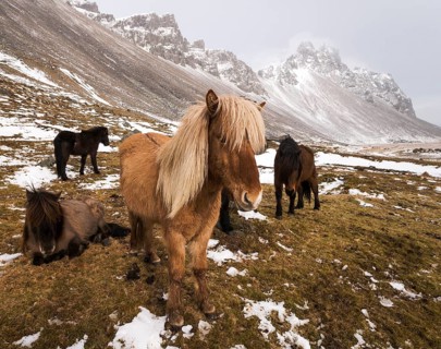 Icelandic horses in winter in front of snowy mountains