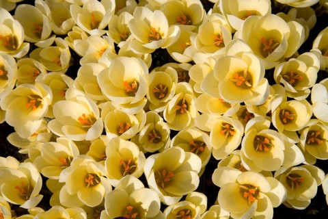 Wild Crocus (Crocus chrysanthus 'Cream Beauty')
