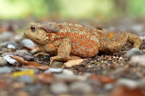 Large female of the Mediterranean Common Toad (Bufo bufo spinosus)