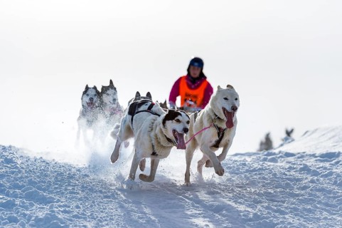 Sled dog racing