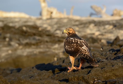 Galapagos hawk (Buteo galapagoensis) perched on lava rock