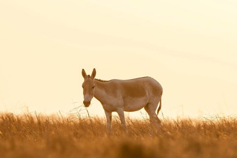Onager or Asiatic wild ass (Equus hemionus)