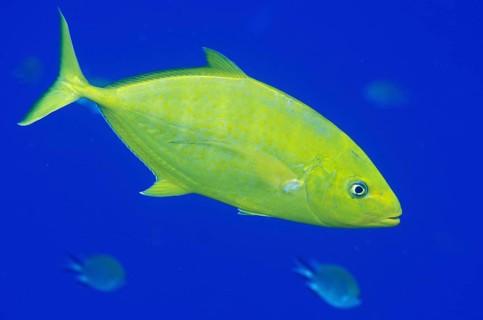 Yellow Orange-spotted Trevally (Carangoides bajad)
