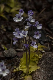Corsican Butterwort (Pinguicula corsica)