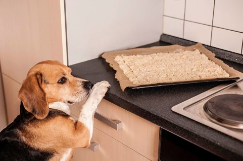 Beagle dog looking at a baking tray full of dog biscuits