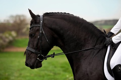 Friesian or Frisian horse
