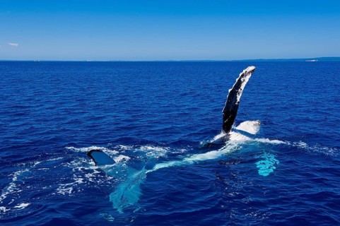 Humpback Whale (Megaptera novaeangliae)