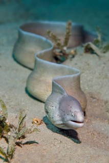 Geometric moray (Gymnothorax griseus)