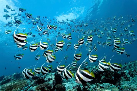 School of Schooling Bannerfish (Heniochus diphreutes) over a coral reef