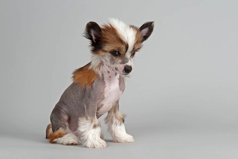 Chinese Crested Dog