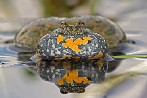 Fire-bellied Toad or Firebelly Toad (Bombina bombina)