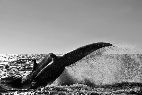 Humpback Whale (Megaptera novaeangliae)