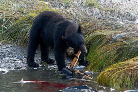 American Black Bear (Ursus americanus) destroying a camera and a tripod