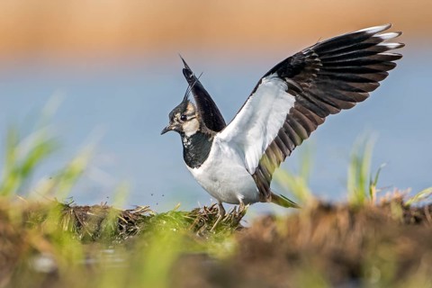 Lapwing (Vanellus vanellus)