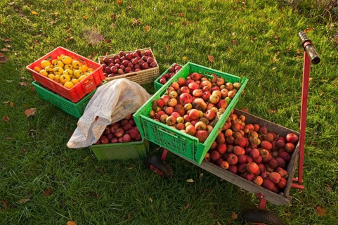 Collected fallen fruit