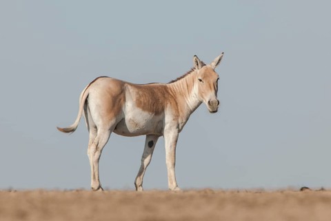 Onager or Asiatic wild ass (Equus hemionus)