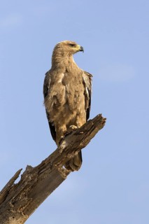 Tawny Eagle (Aquila rapax) adult