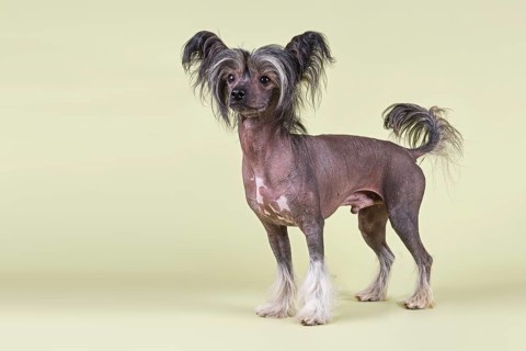 Chinese Crested Dog